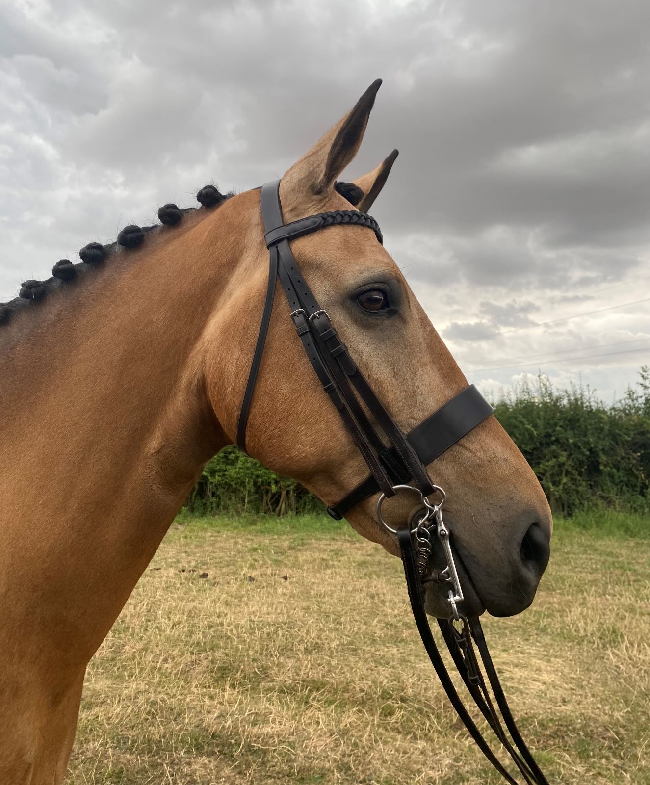 EB BUILD A BRIDLE